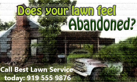Does your lawn feel Abandoned? Call Best Lawn Service today: 919 555 9876
